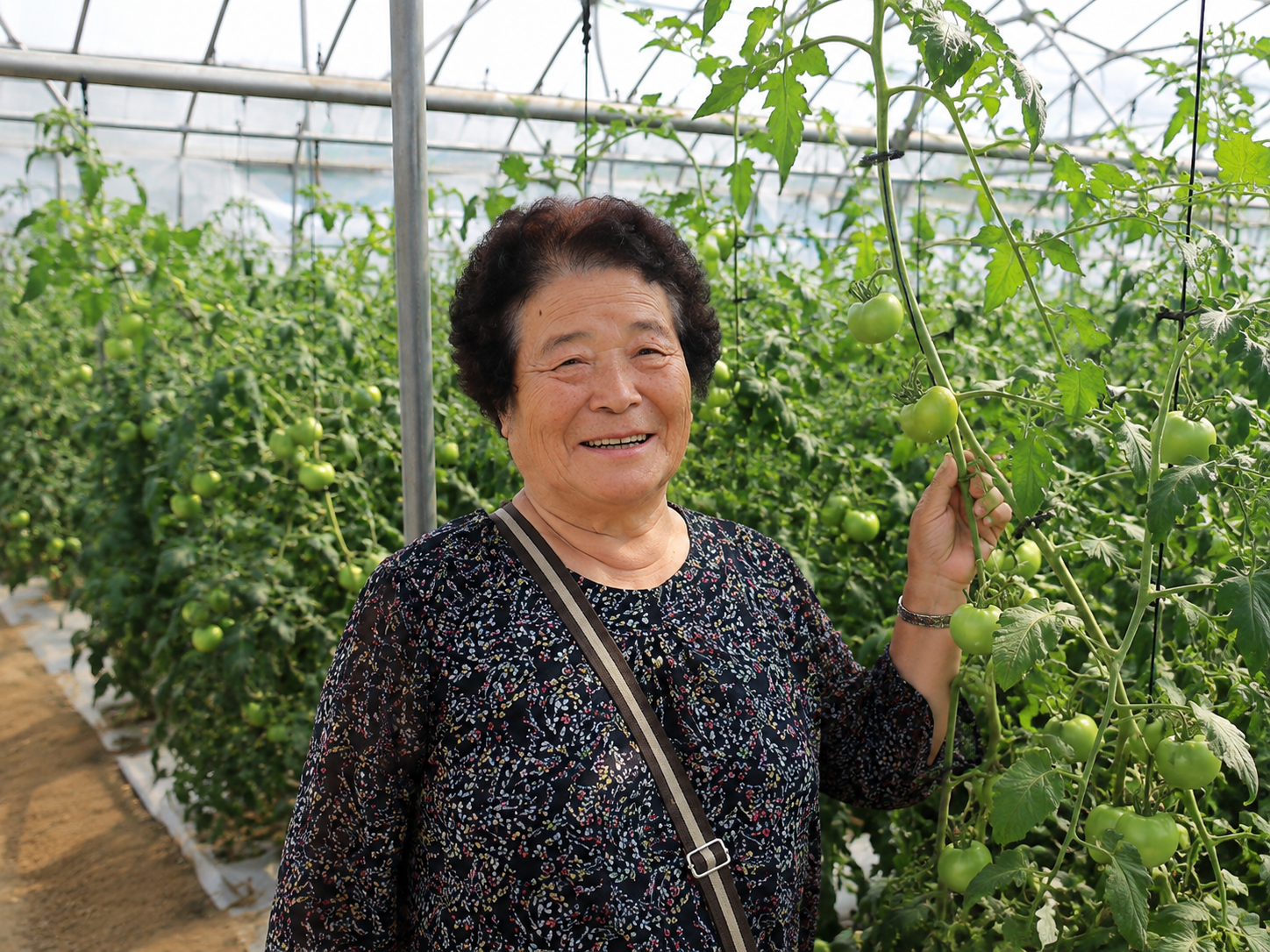 강원도 인제 산지에서 토마토를 재배하는 농부