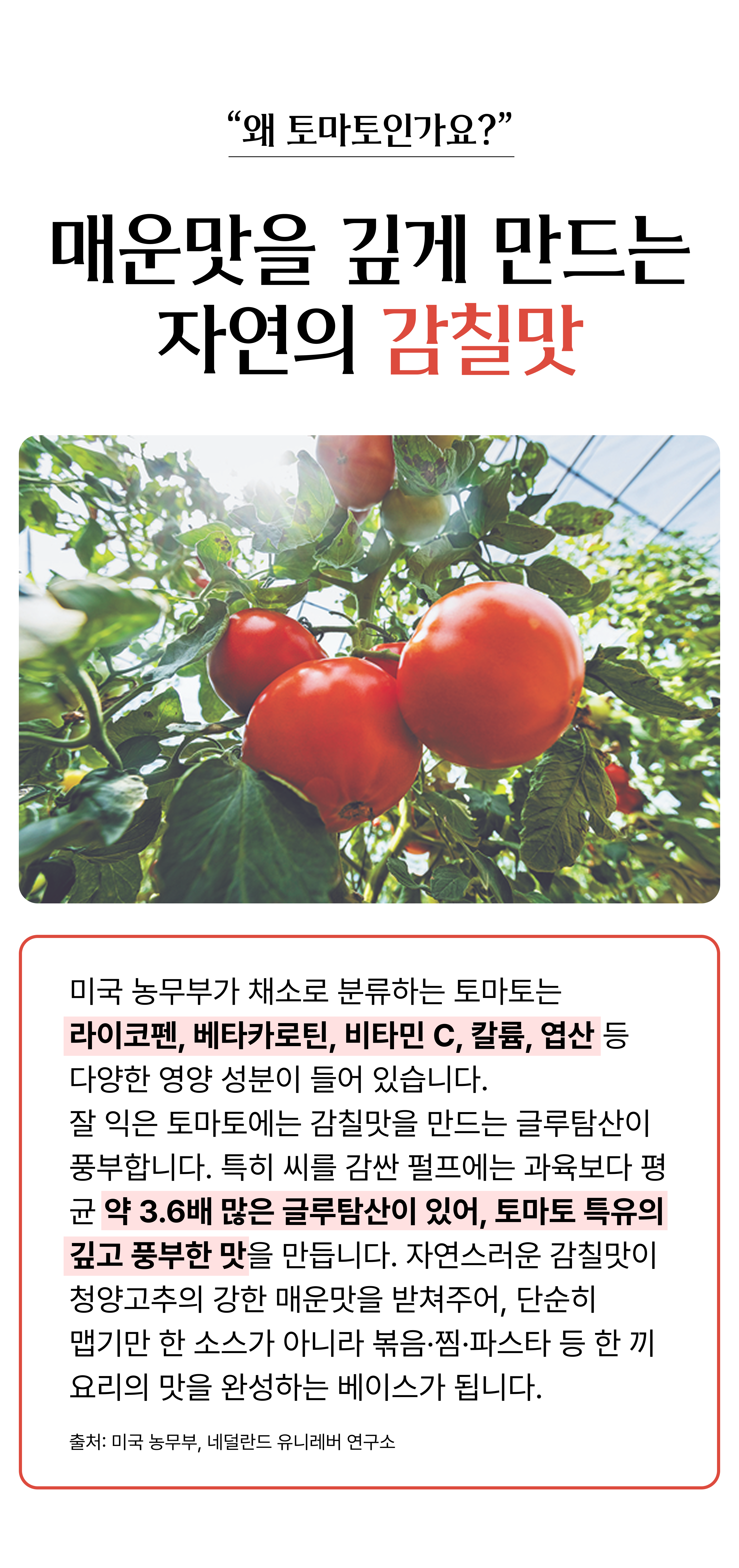 매운 저당 토마토소스 3개입 상세 이미지 5